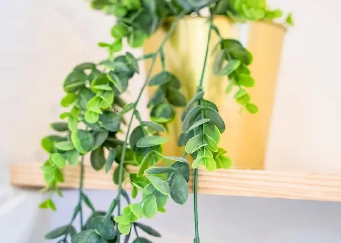 Studio - Centre Historique Apartment Agde